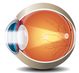 Ilustración retinaVitreo